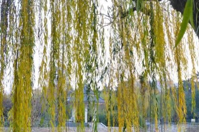 金絲柳的產(chǎn)地，原產(chǎn)東北、華北、西北