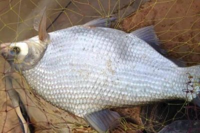 0.8號子線可以釣多大的魚，適合垂釣1-2斤的魚種