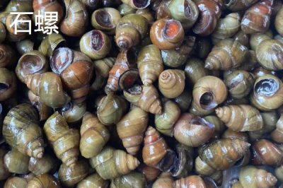 淡水螺的產(chǎn)地，廣東、福建等地養(yǎng)殖較多