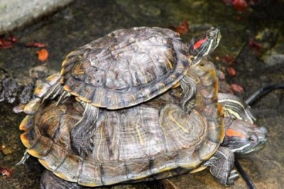 烏龜死亡的表現(xiàn)有哪些，首先會停止活動