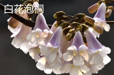泡桐樹什么時候開花，一般3-4月開花