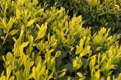 黃金茶的價格，具體售價受到產(chǎn)地、茶葉等級的影響