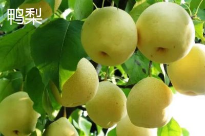 鴨梨產(chǎn)地是哪里，始于河北但山東產(chǎn)量也很大