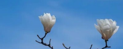 玉蘭花的寓意，寓意忠貞愛情、知恩圖報等