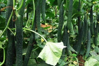夏收時間，一般是5-6月份