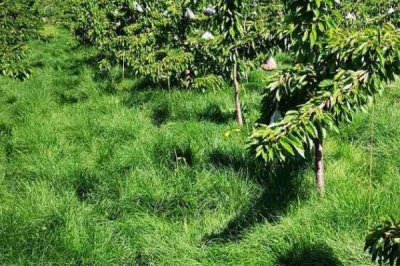 鼠茅草的產(chǎn)地，北美退化草原是主要分布區(qū)