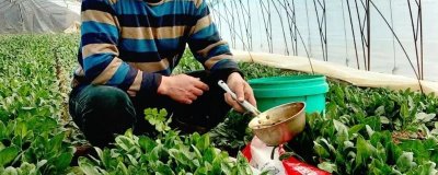 怎么給大棚蔬菜施沖施肥料，追肥與沖施肥相結(jié)合