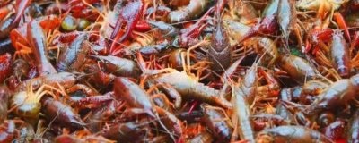 小龍蝦的畝產(chǎn)量，一般可達(dá)到500-600斤左右