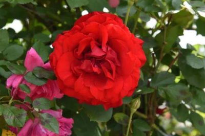 紅紅的花有什么寓意，花語是我愛你