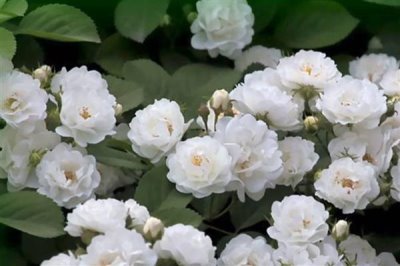 復(fù)古薔薇的花語，寓意純潔的愛、愛的思念