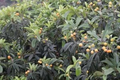 枇杷的管理方法，現(xiàn)核時要追施壯果肥