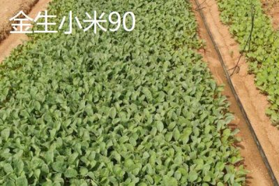 青梗松花菜苗的價(jià)格，一株需要0.1-0.5元左右