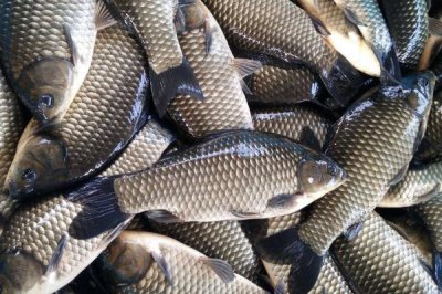養(yǎng)殖鯽魚(yú)的注意事項(xiàng)，飼養(yǎng)密度過(guò)大容易浮頭