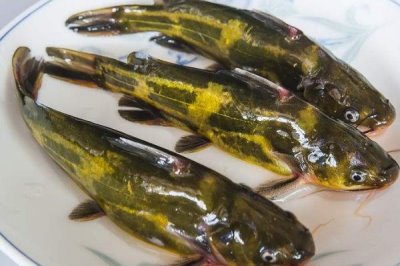 昂刺魚是什么魚，是我國(guó)常見的淡水魚類