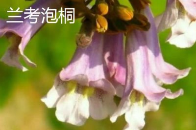 泡桐樹什么時候開花，一般3-4月開花