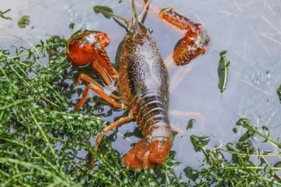 龍蝦的養(yǎng)殖方法，首先需要對池塘消毒