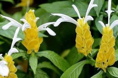 蝦衣花的養(yǎng)護(hù)方法，控制好光線及溫濕度