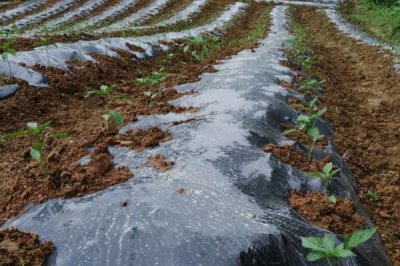 地膜進(jìn)行放苗的技巧，放苗后要及時(shí)封堵放苗孔