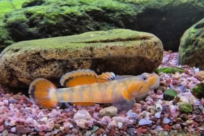 新手怎么養(yǎng)冷水魚，根據(jù)魚的體型來(lái)選擇合適的魚缸