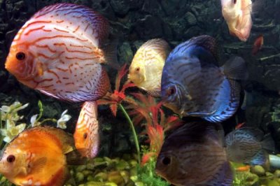 七彩神仙魚怎么繁殖，需要讓它們自由配對(duì)