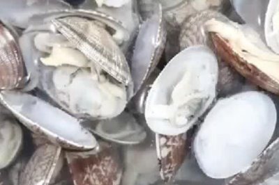 已經(jīng)死亡的花甲能否食用，花甲死亡后會滋生細菌不宜食用