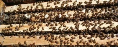 一箱蜜蜂的價(jià)格，通常需要300-600元左右