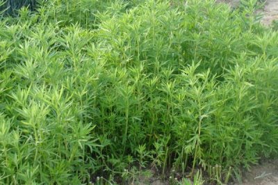 哪些特色蔬菜品種具有種植前景，補(bǔ)血菜、菊苣、高鈣菜等品種可以考慮