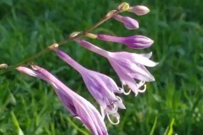 處暑節(jié)氣的處的意思，可以理解為終結(jié)