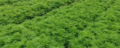 川芎的種植效益,主要取決于實(shí)際產(chǎn)量
