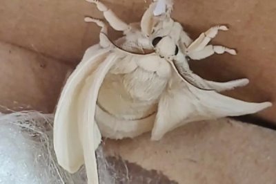 蠶羽化成蛾能存活多少天，一般只能活1-3天