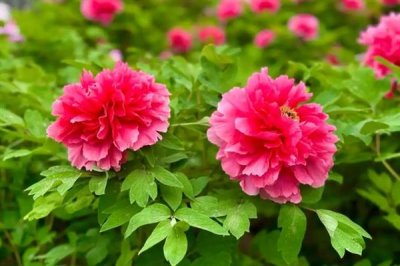 牡丹花的花語(yǔ)，寓意富貴、吉祥、幸福等