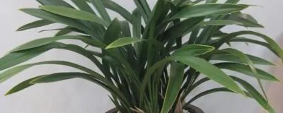 墨蘭哪些品種最名貴，名貴品種有矮種墨蘭、白墨墨蘭、金嘴墨蘭等