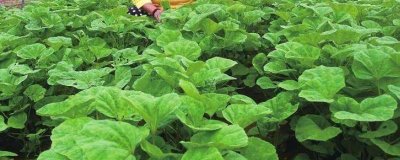 冬寒菜在秋播的栽培技巧，生長期間要確保肥水供應(yīng)