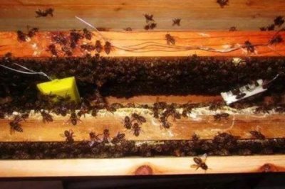 拆分蜂群的方法，可直接將原蜂箱中的部分蜂脾、蜜脾放入新蜂箱中