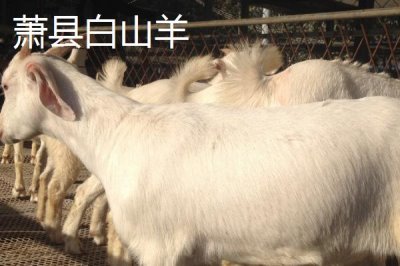 安徽省蕭縣的特產(chǎn)，高灘蘿卜久負盛名