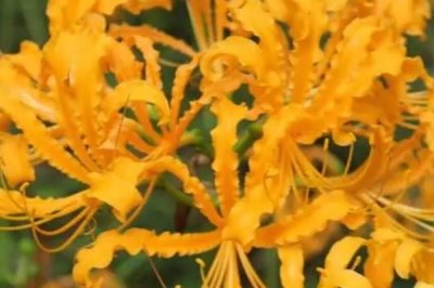忽地笑的花語(yǔ)是什么，死亡的愛、愛的非常痛苦是其花語(yǔ)