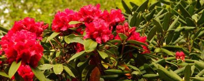紅色杜鵑花的寓意，寓意愛的喜悅、繁榮幸福等