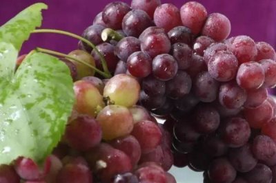 夏紅蜜葡萄的品種特點(diǎn)，超強(qiáng)抗病且絕不裂果
