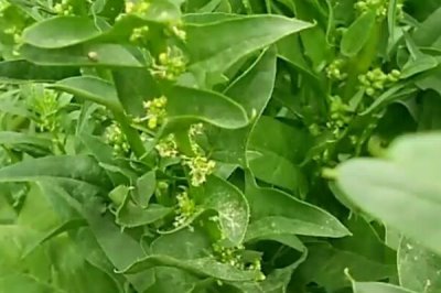 菠菜會(huì)開花嗎，養(yǎng)分充足或采收不及時(shí)會(huì)促使菠菜開花