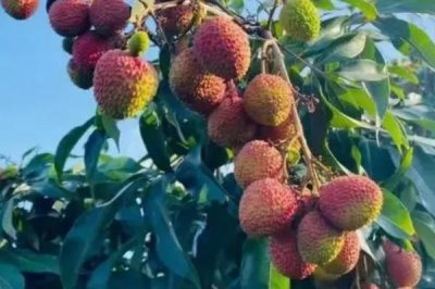 荔枝的施肥方法，開花前半個(gè)月要畝施1000斤左右的糞肥