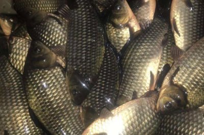 2號伊豆鉤可以釣多重的魚，適合垂釣不超過1斤的魚種