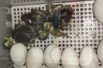 孵鵝蛋的溫度和濕度，溫度需隨時(shí)調(diào)整