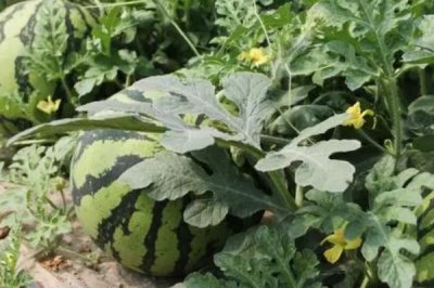 西瓜的種植方法，播種前要曬種2-3天
