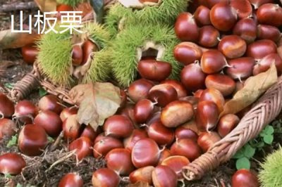 黑龍江省綏濱縣的特產(chǎn)，黑墾二九〇紅小豆是全國(guó)農(nóng)產(chǎn)品地理標(biāo)志