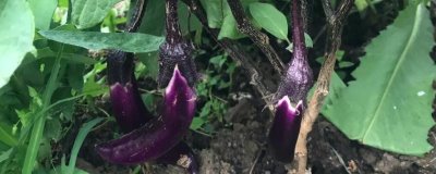 茄子結(jié)果多久成熟，大約10天左右成熟