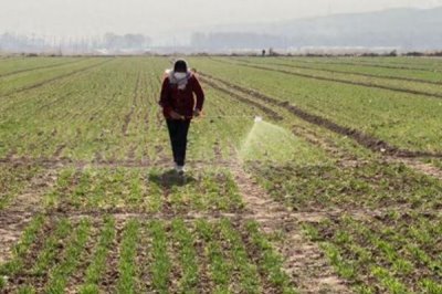 咪鮮胺可以防治什么病害，對水稻惡苗病、稻瘟病、小麥赤霉病等病害具有防效