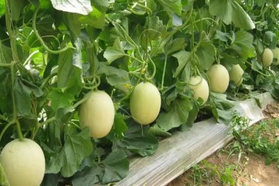 甜瓜株距行距是多少，根據(jù)甜瓜品種而定