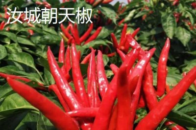 湖南汝城縣的特產(chǎn)，素有“雞鳴三省，水注三江”之美譽(yù)