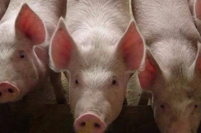 豬流感不吃食如何解決，可注射藥劑或改善飼料等
