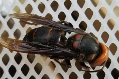 一箱蜜蜂的價(jià)格，通常需要300-600元左右